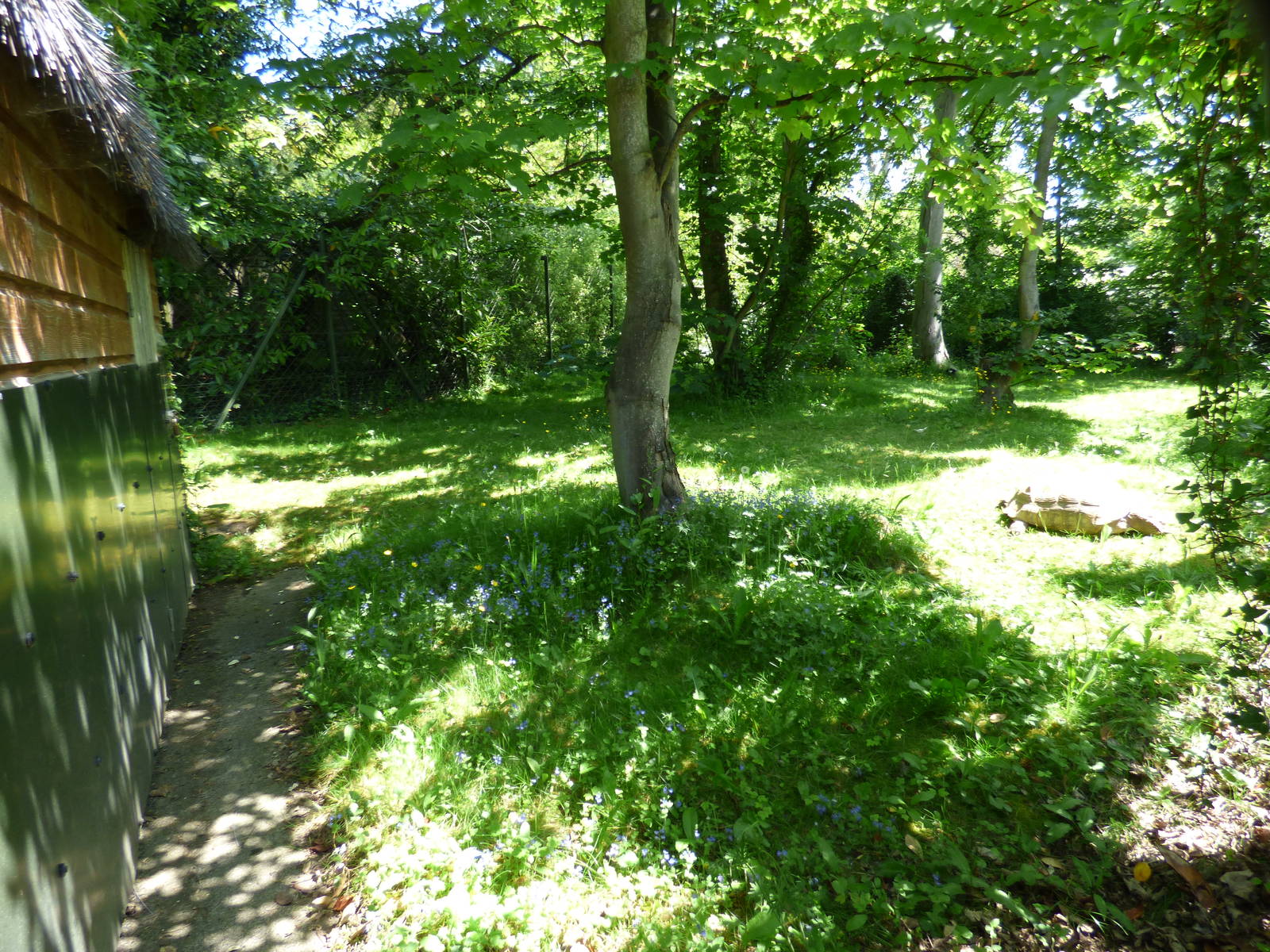 Outdoor Sulcatta Enclosure