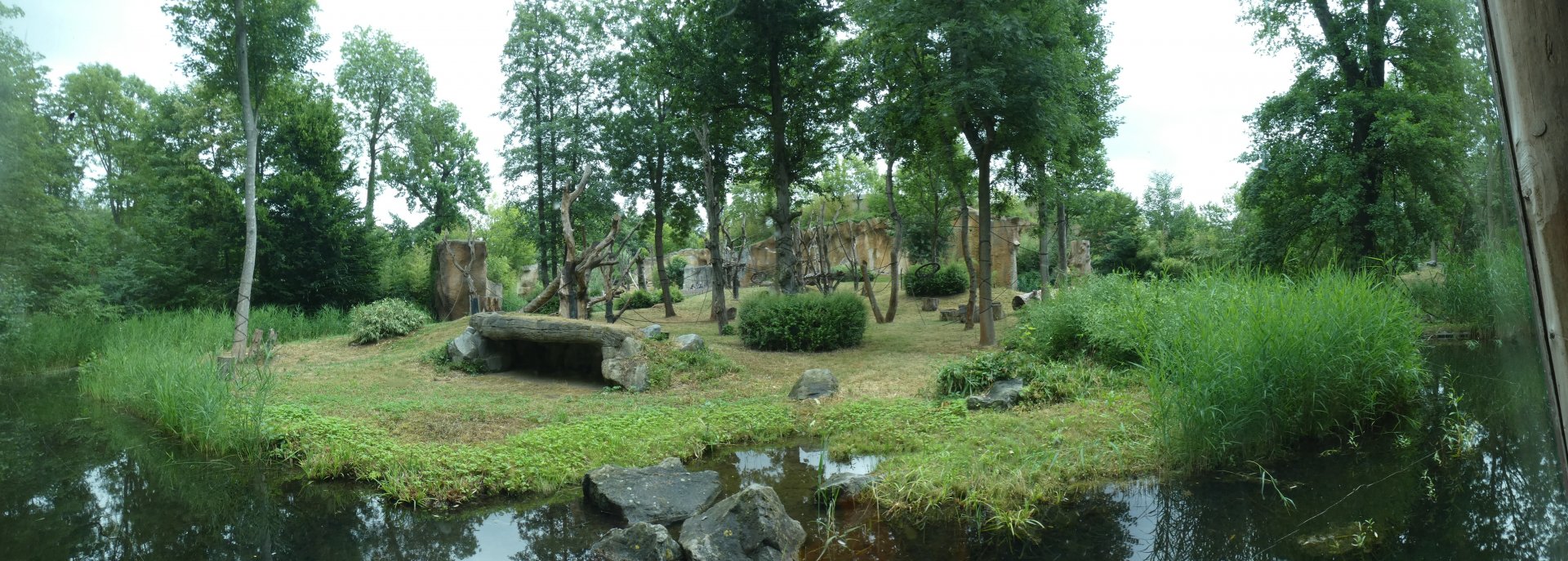 Outdoor Sumatran Orang-utan enclosure