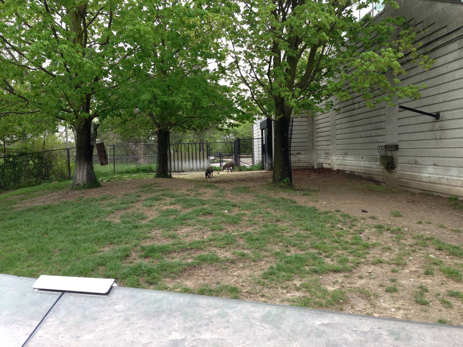 Outdoor Tapir/Babirusa Exhibit