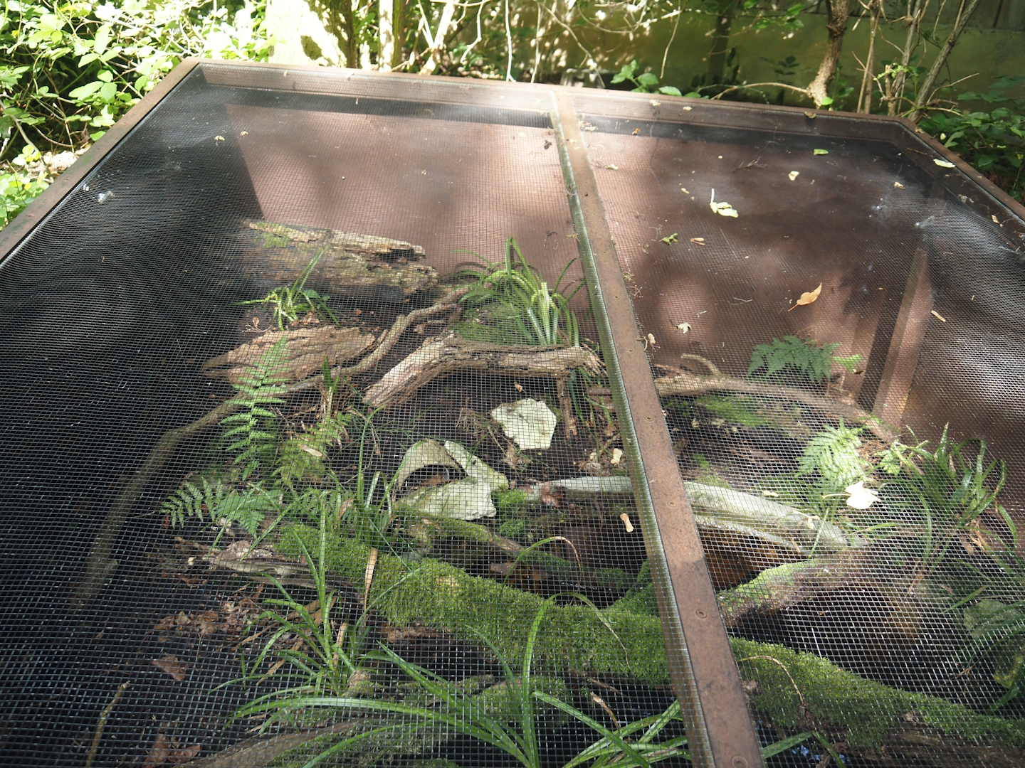 Outdoor terrarium for Yellow-bellied toad, 2024-08-21