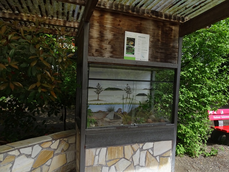 Outdoor terrarium for yellow-bellied toad