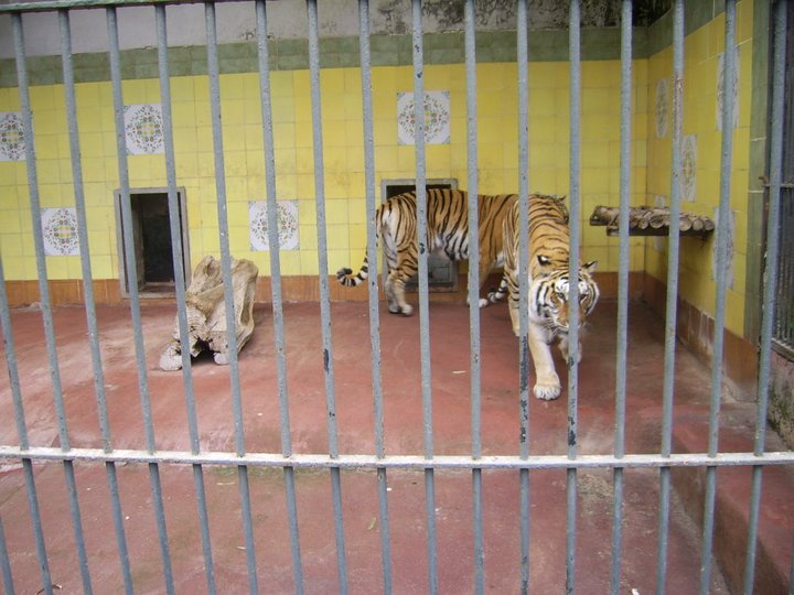 Outdoor Tiger Accomodation 2010