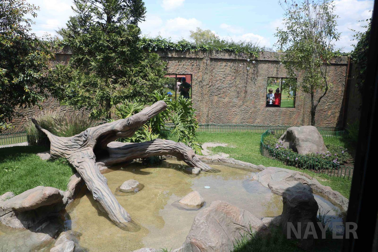Outdoor tortoise enclosure, March 2016
