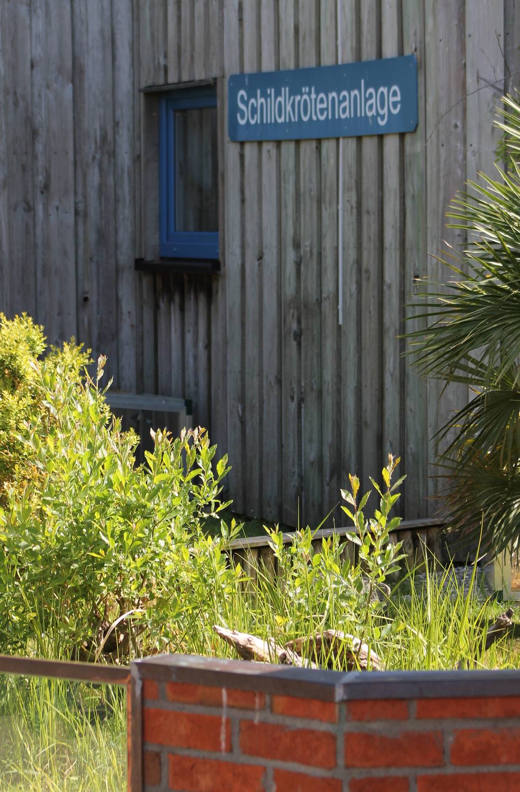Outdoor Tortoise enclosures