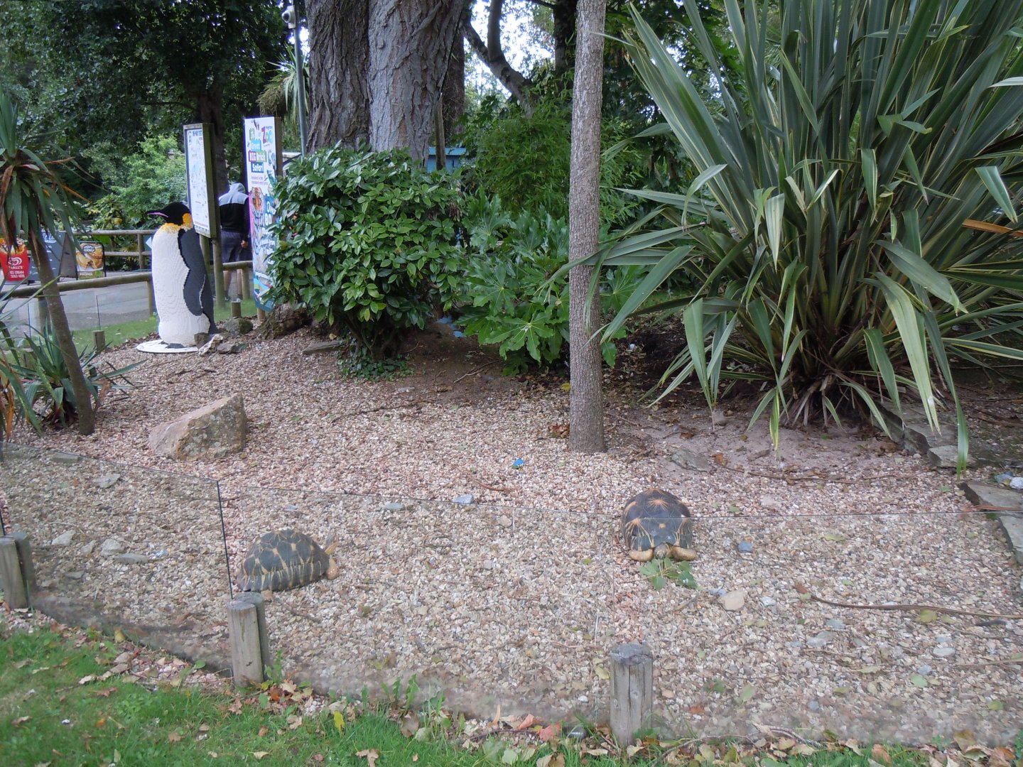 Outdoor tortoise exhibit 070920