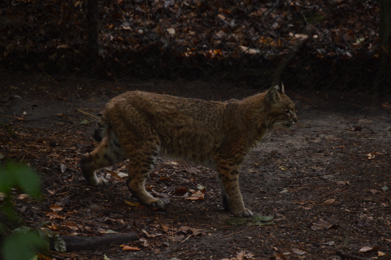 Outdoor Trail - Bobcat (Lynx rufus)