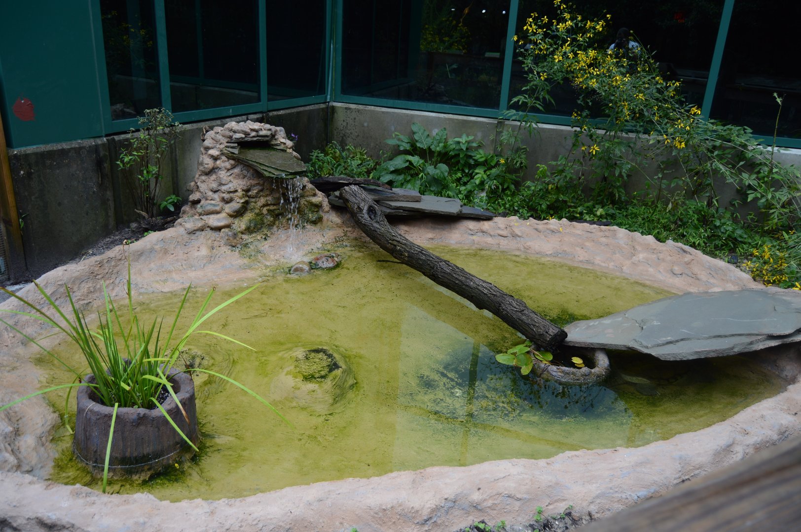 Outdoor Trail - Common Snapping Turtle Exhibit