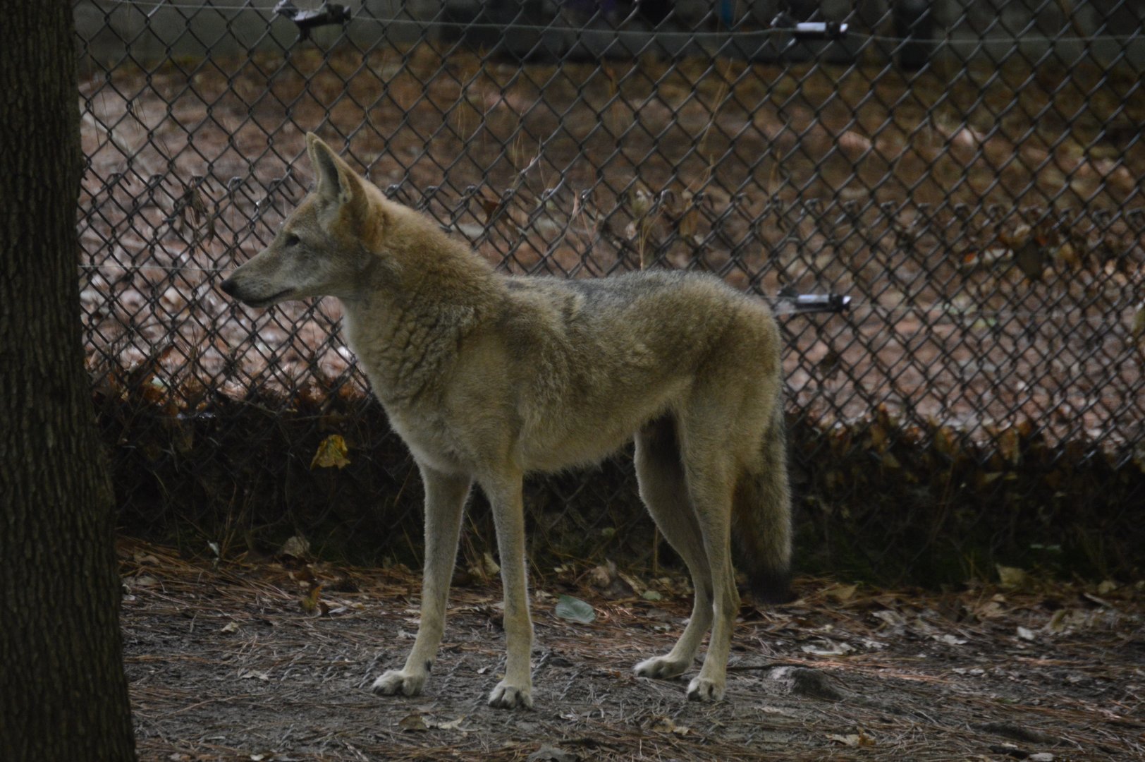 Outdoor Trail - Coyote (Canis latrans)
