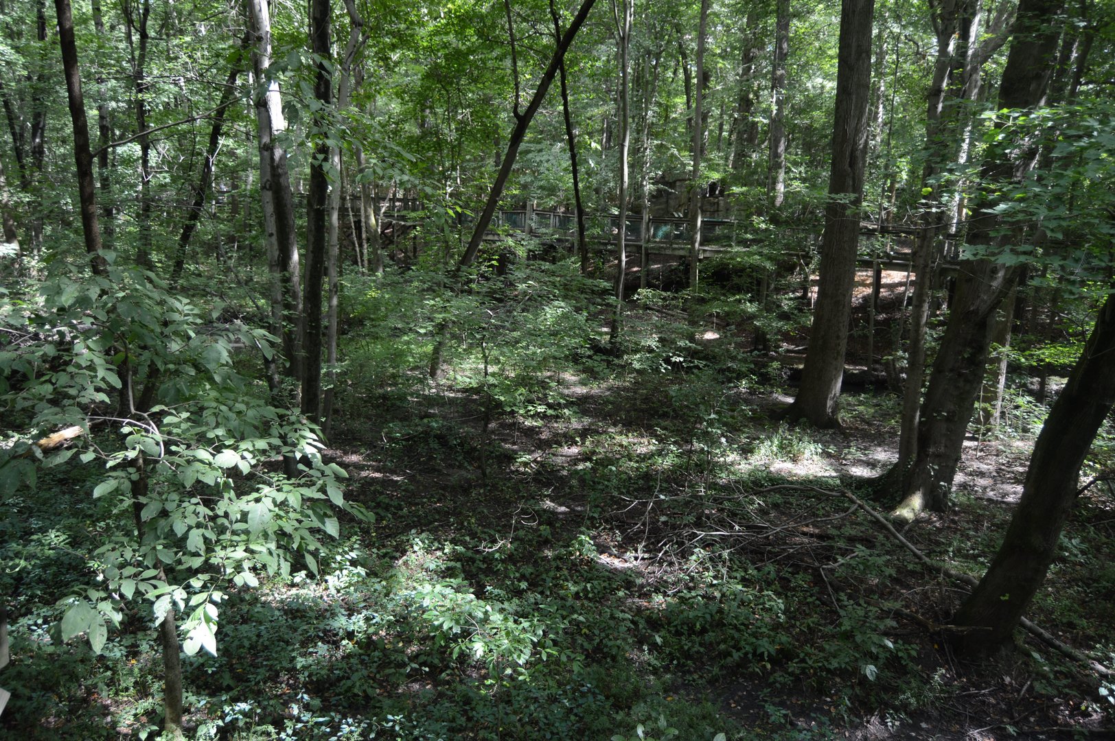 Outdoor Trail - Forest Landscape