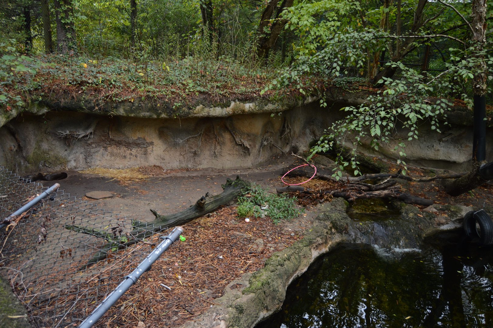 Outdoor Trail - North American River Otter (Lontra canadensis) Exhibit