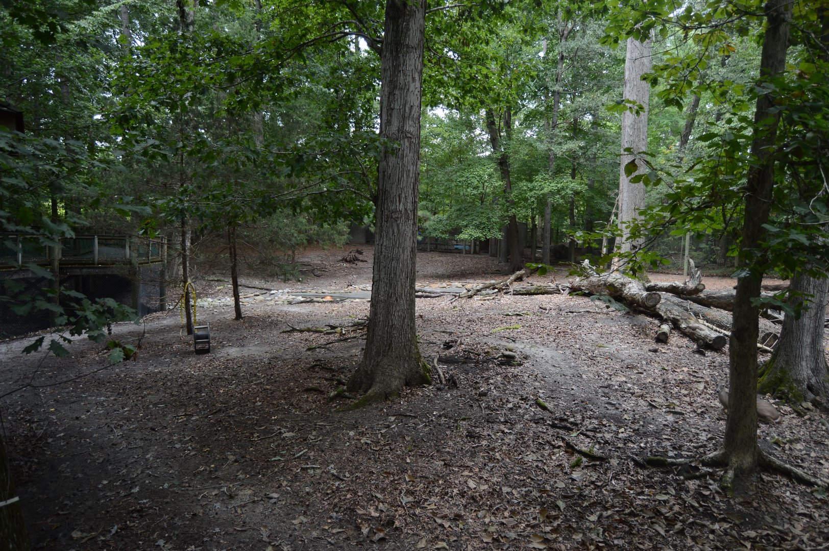 Outdoor Trail - White-tailed Deer (Odocoileus virginianus) Exhibit
