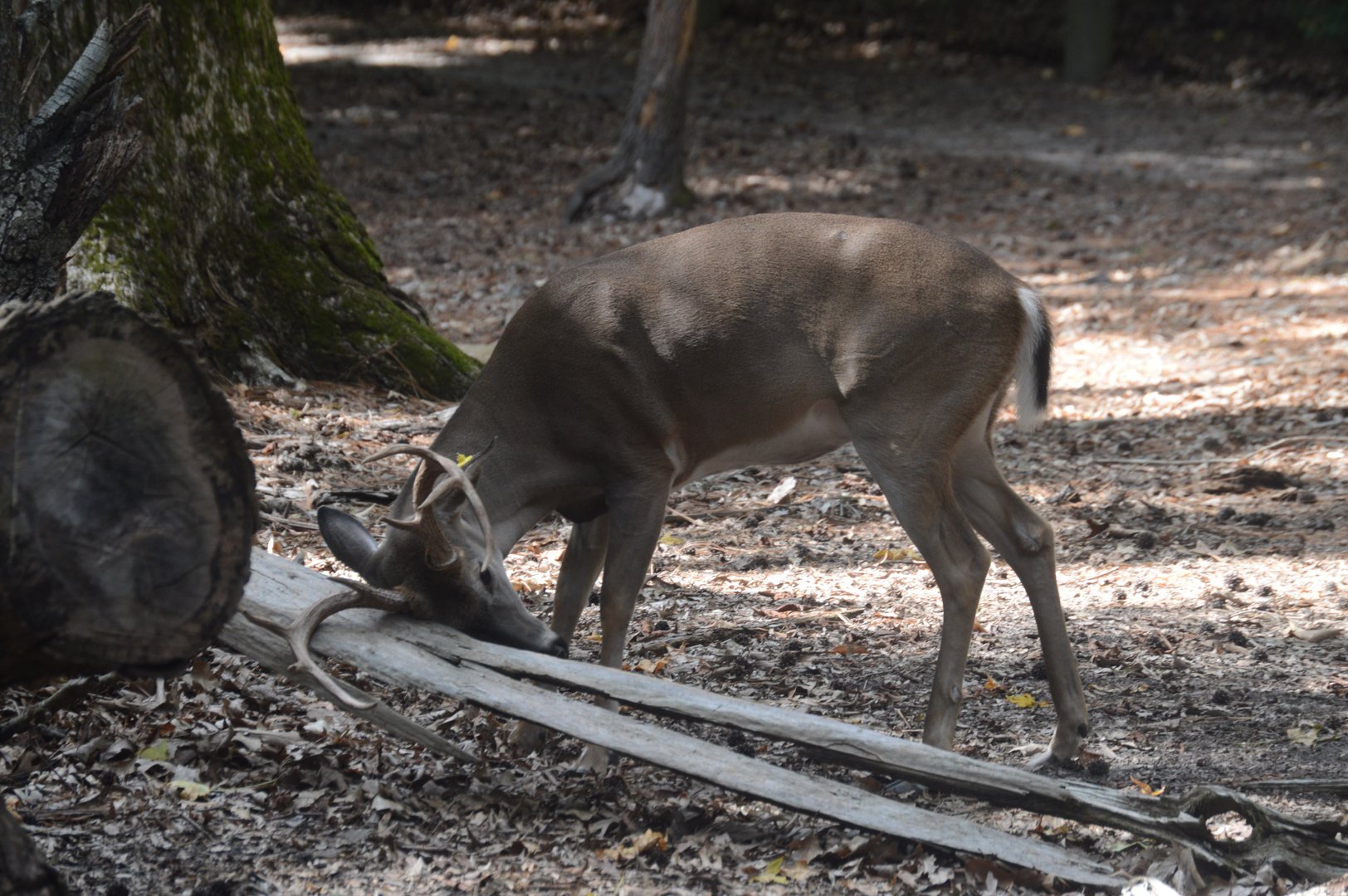 Outdoor Trail - White-tailed Deer (Odocoileus virginianus)