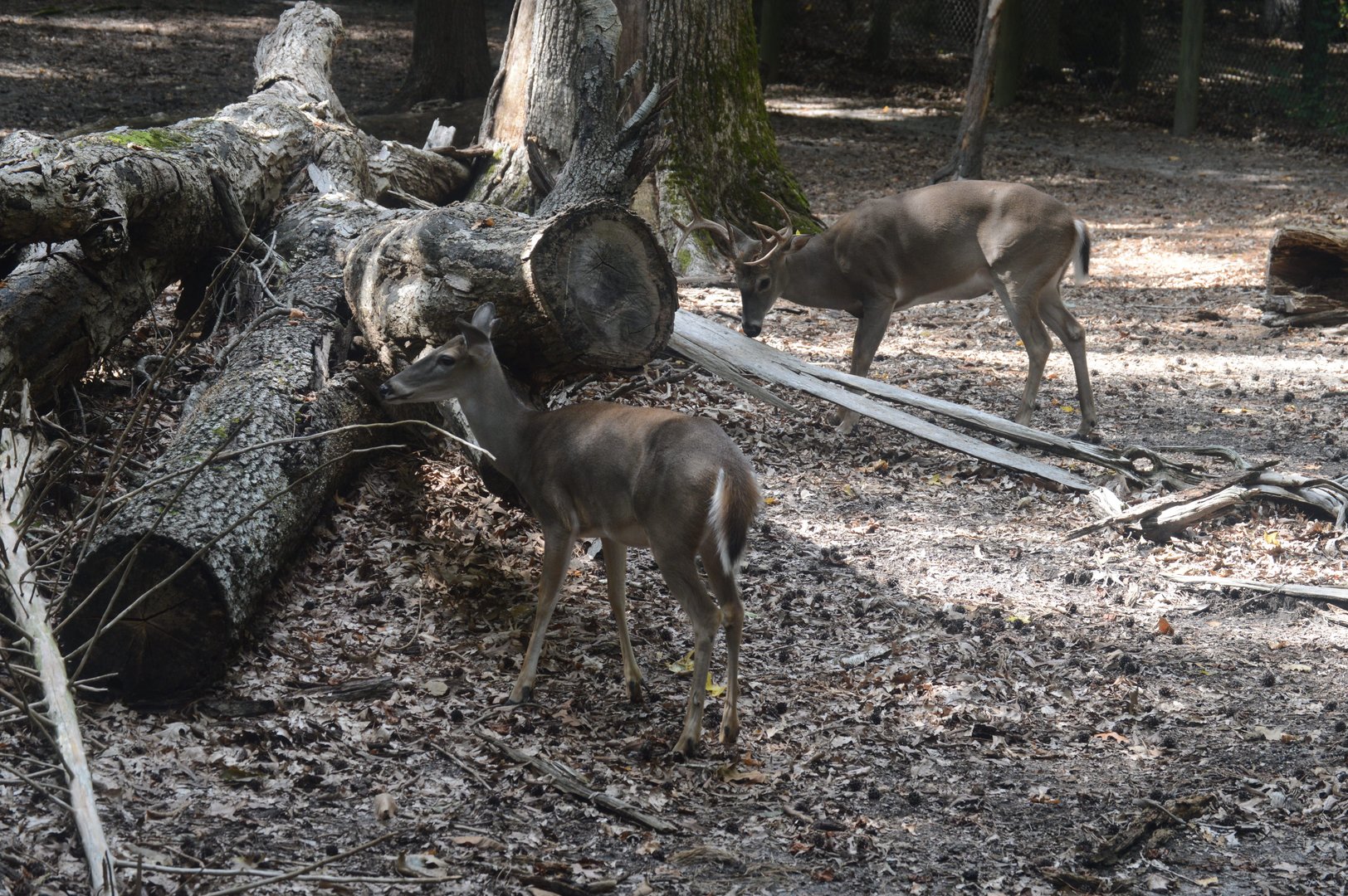 Outdoor Trail  - White-tailed Deer (Odocoileus virginianus)