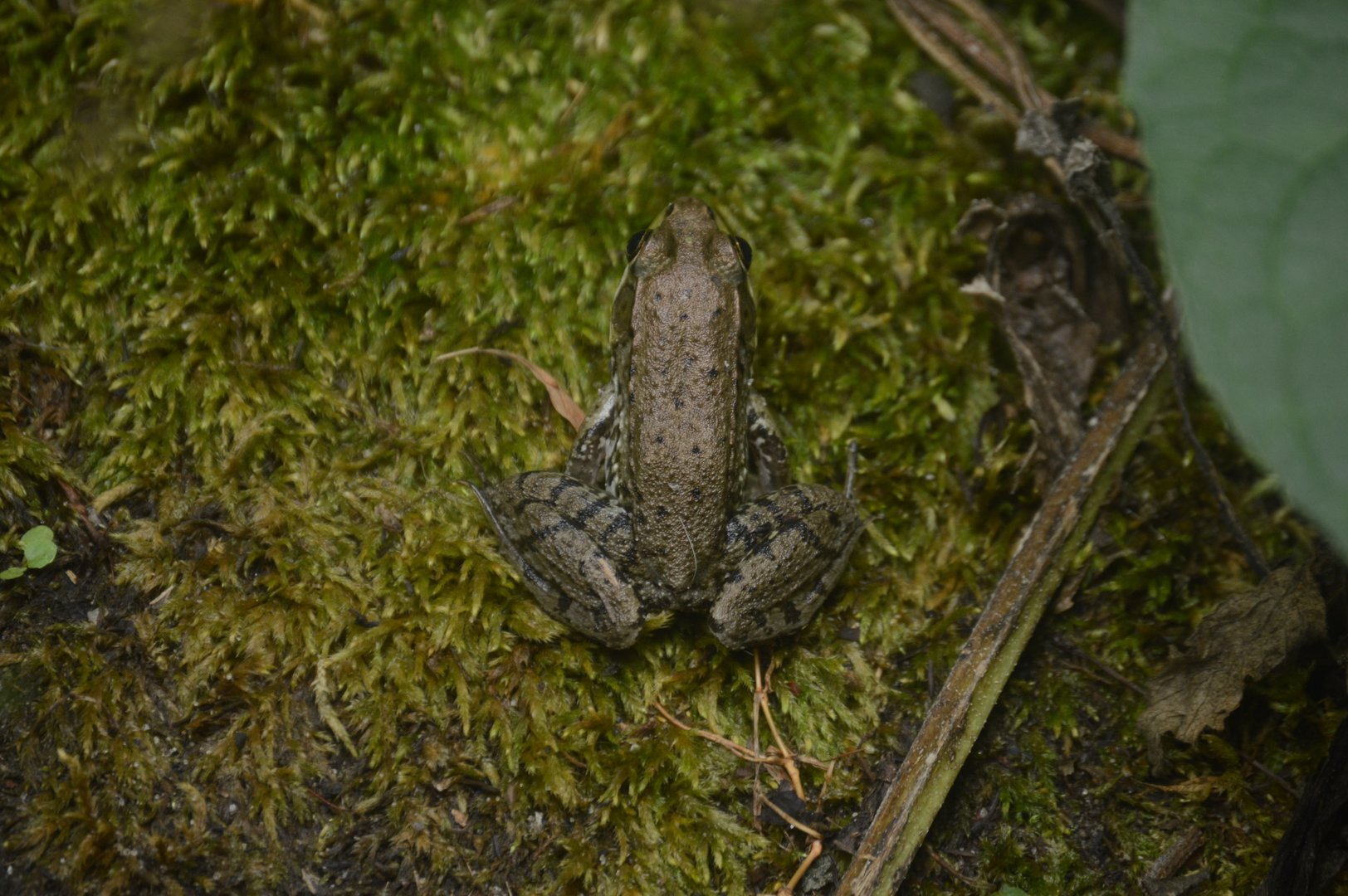 Outdoor Trail - (Wild) Southern Leopard Frog (Lithobates sphenocephalus)