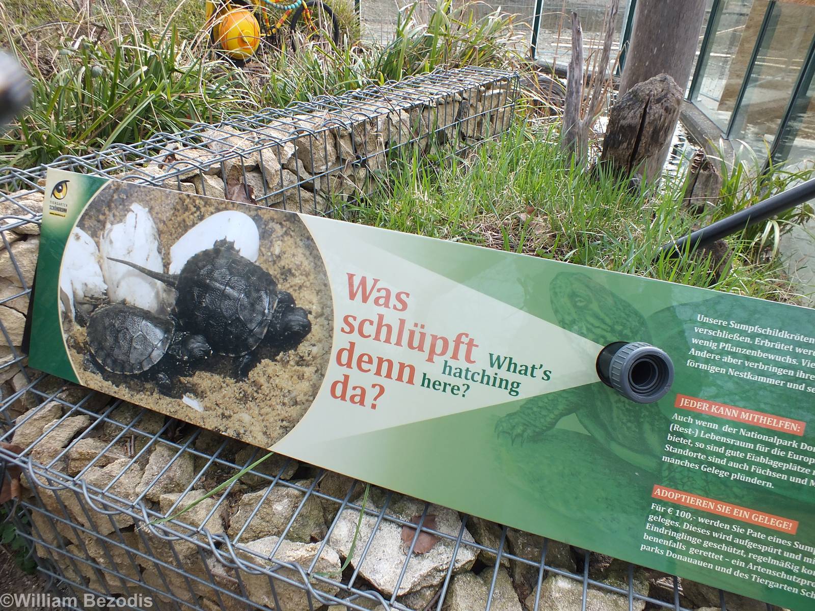 Outdoor Turtle Display with View of Eggs.