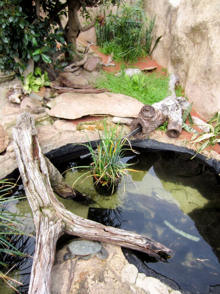Outdoor Turtle exhibit