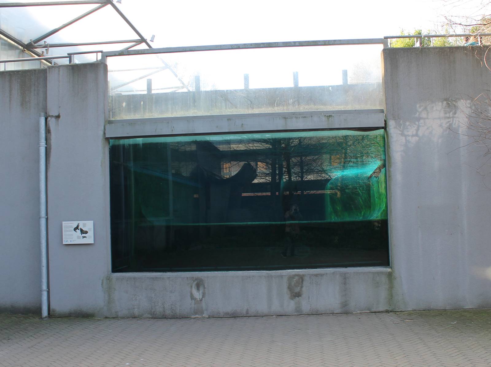 Outdoor underwater-viewing Sealions