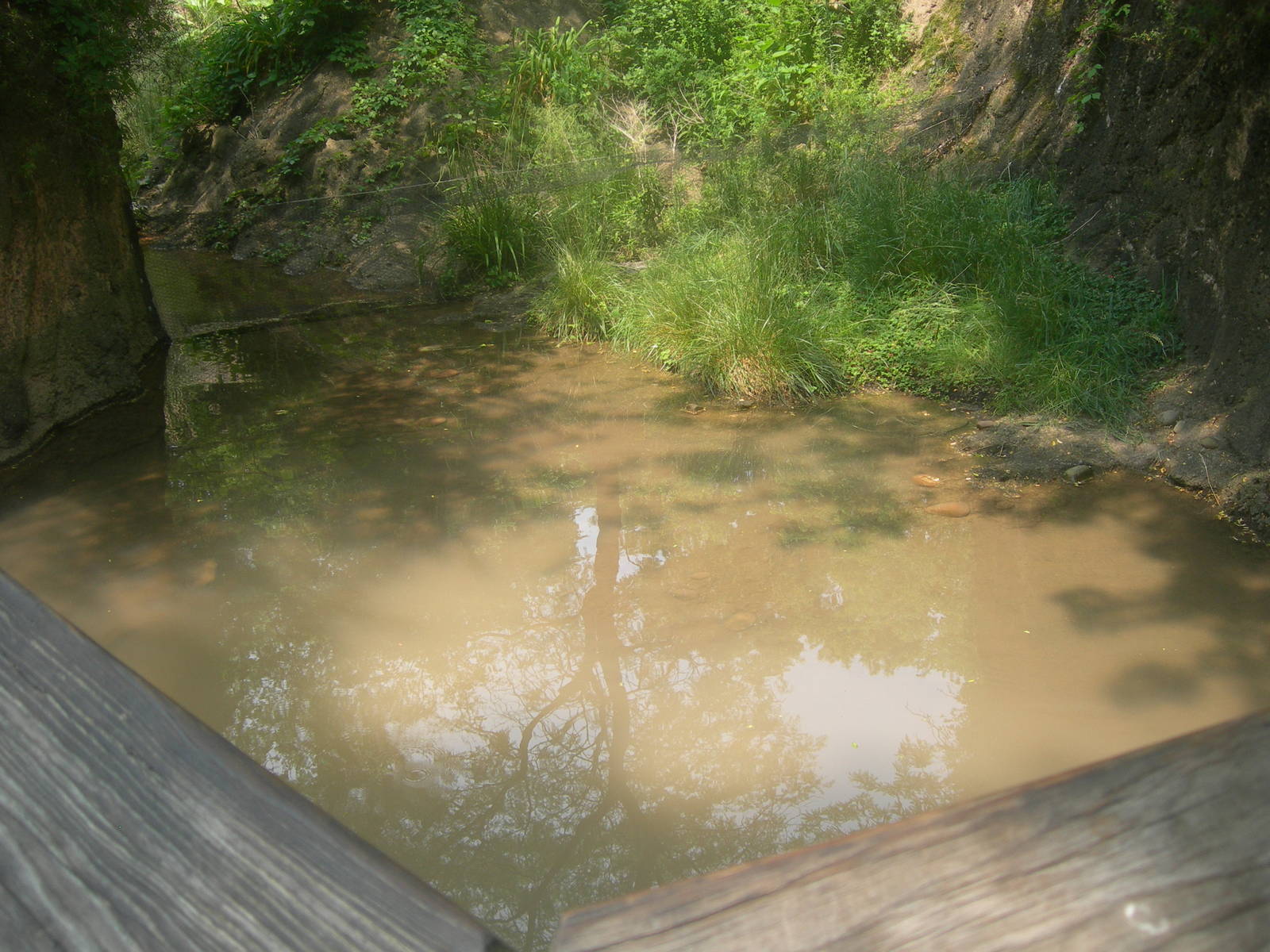 outdoor west african dwarf crocodile exhibit