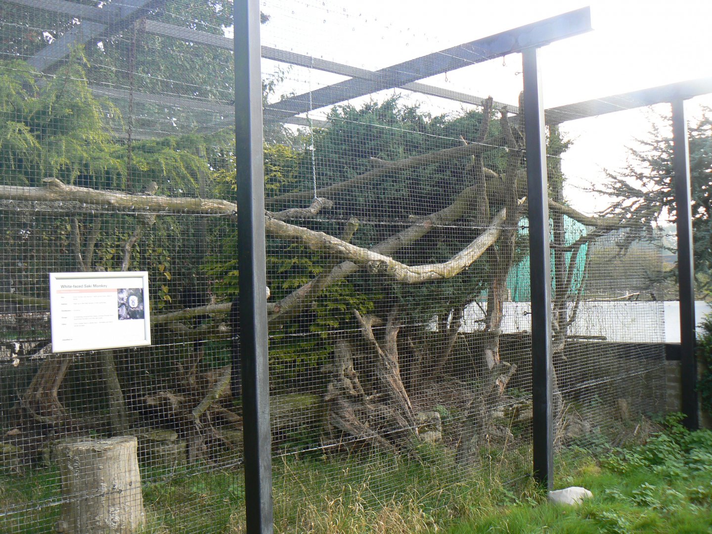 Outdoor White-faced Saki Enclosure - 15 October 2016
