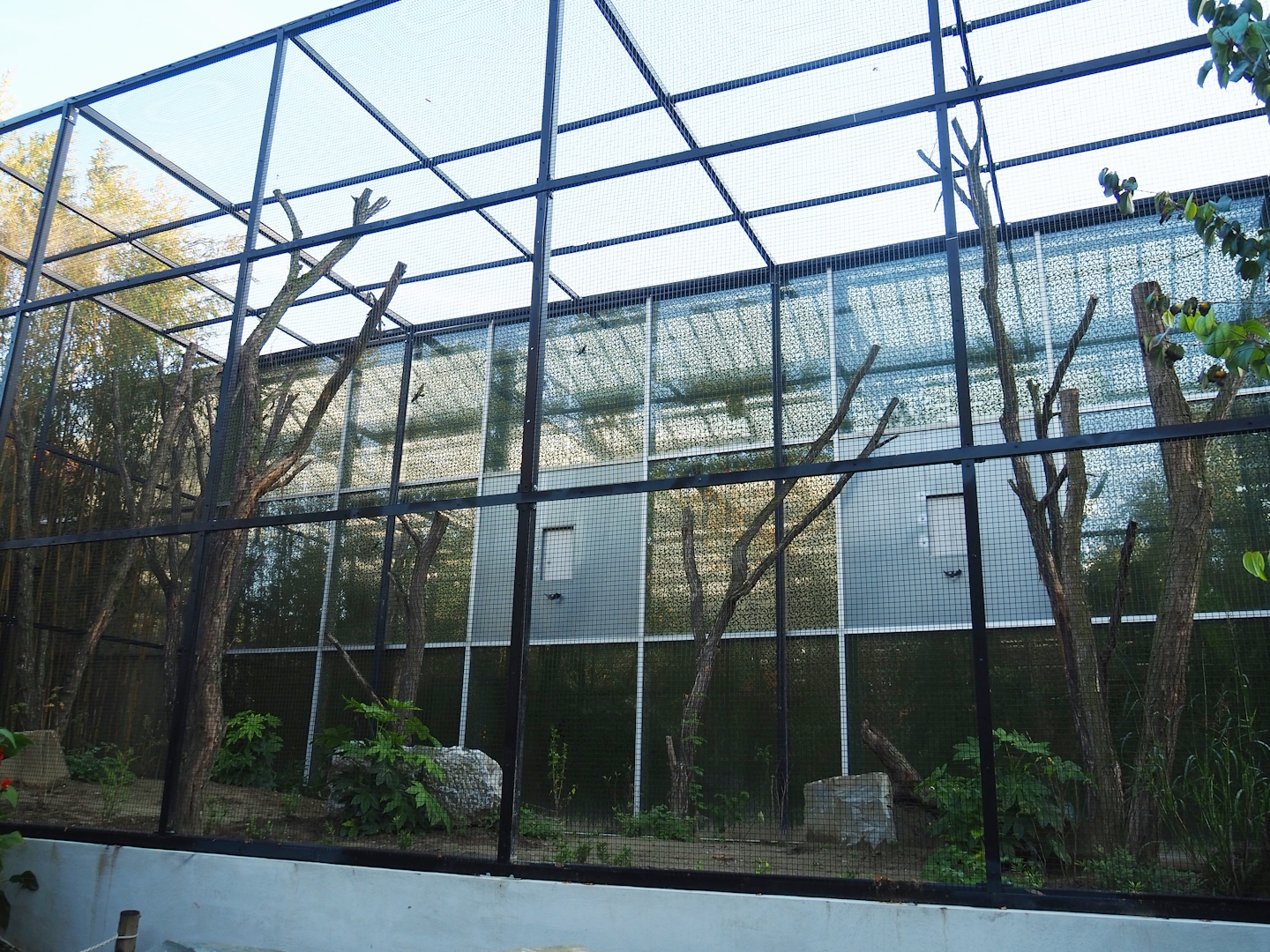 Outdoor wrinkled hornbill, Sclater's crowned pigeon and Common hill myna aviary, 2022-10-19