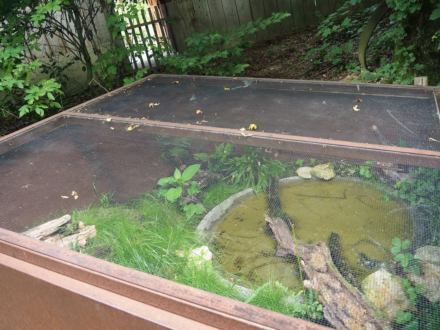 Outdoor yellow-bellied toad exhibit, 2023-07-18