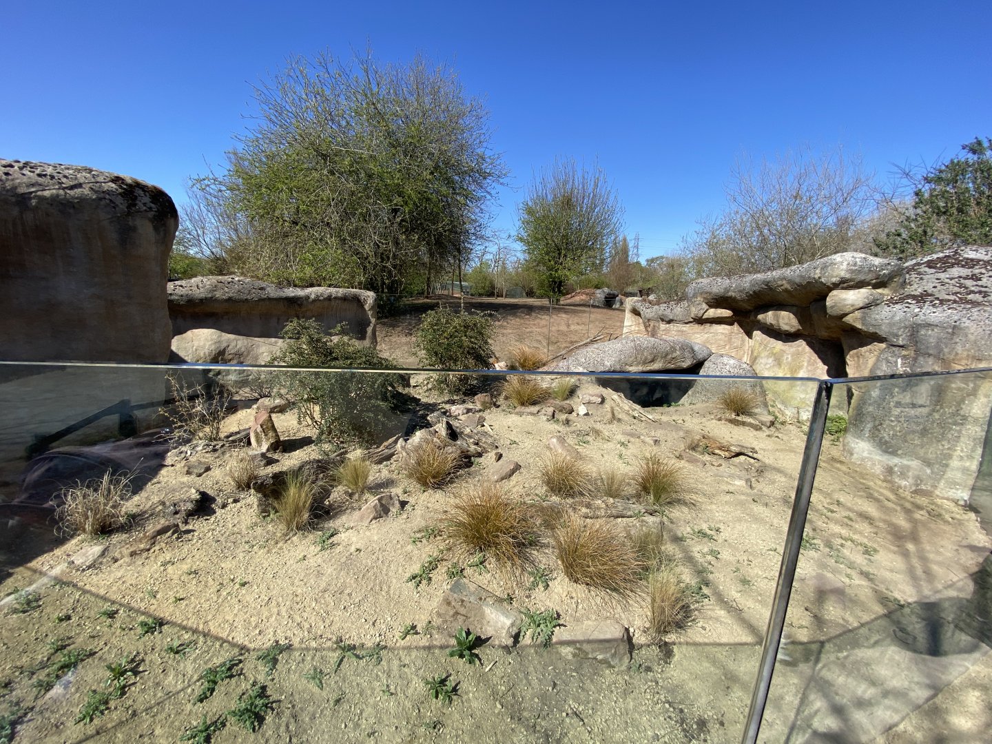 Outdoor yellow mongoose enclosure