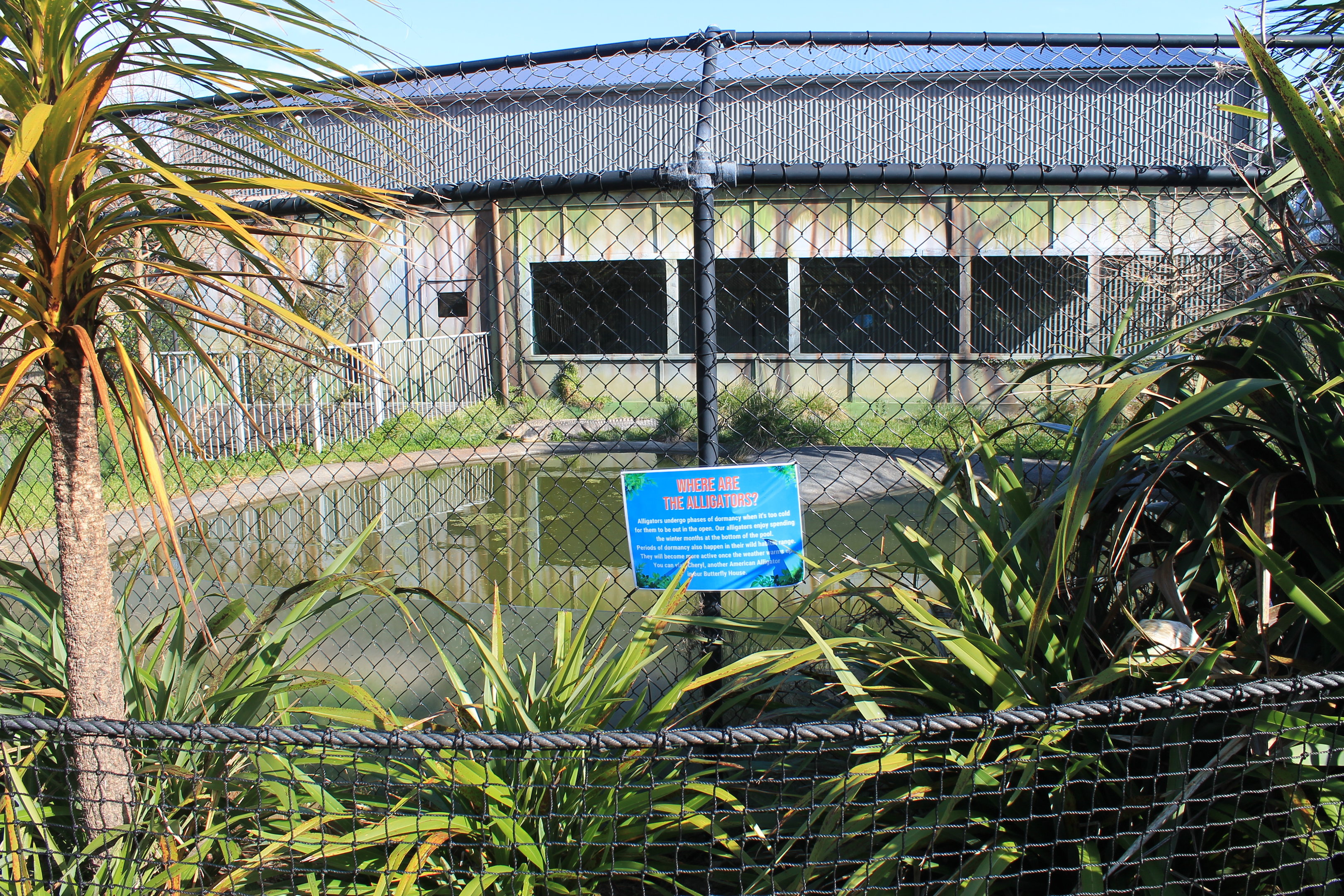 outdoors American Alligator enclosure