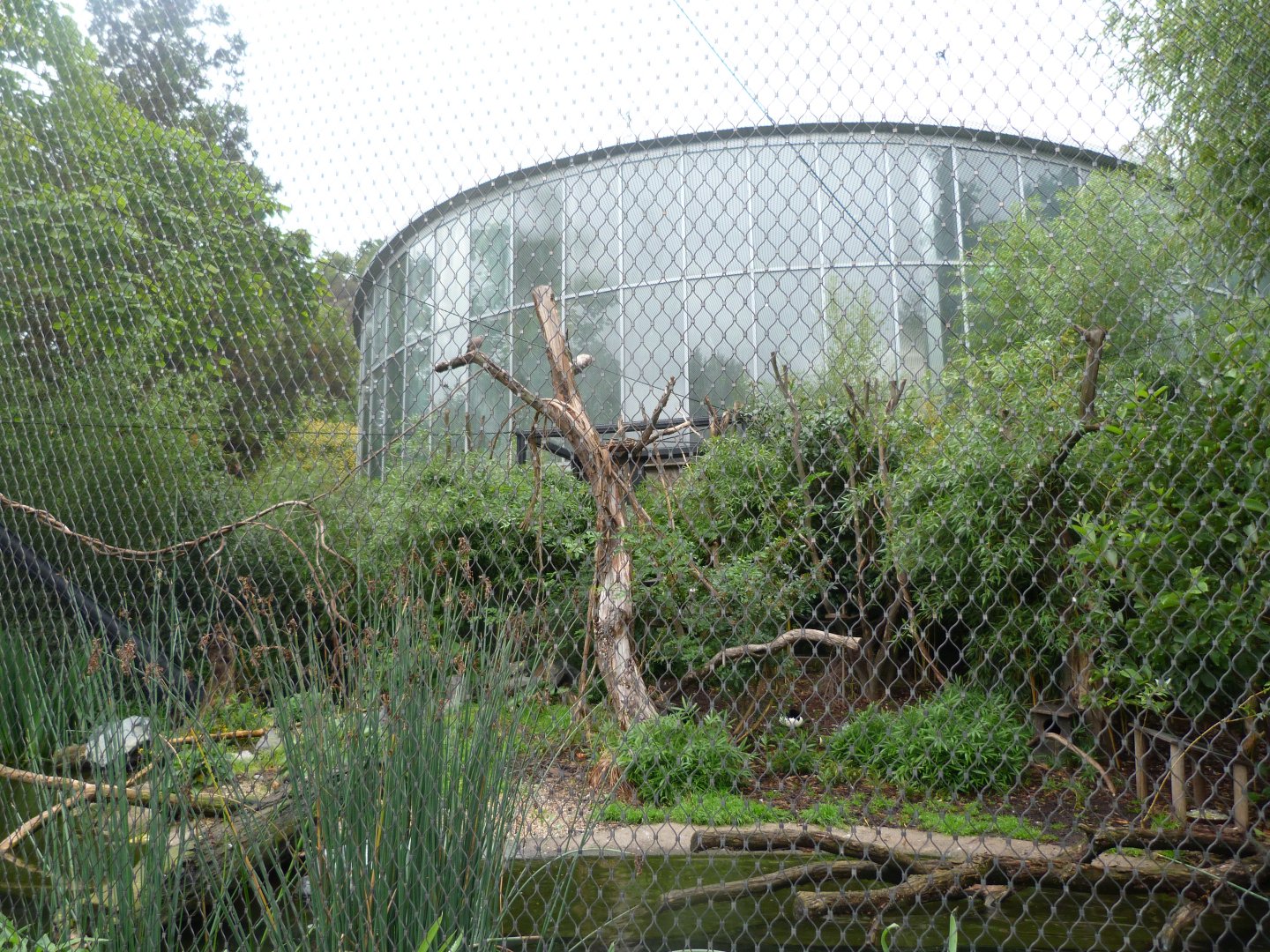 Outdoors aviary at "Sichuan" -Zoo Praha (2025)