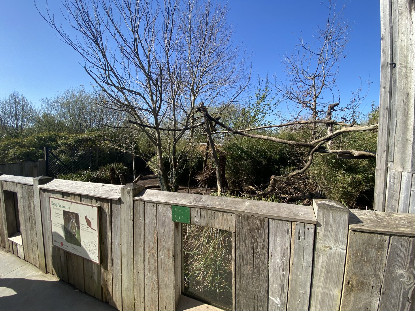 Outdoors mixed tree kangaroo and dusky pademelon enclosure