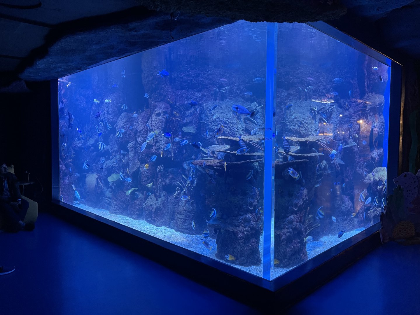 outer reef tank