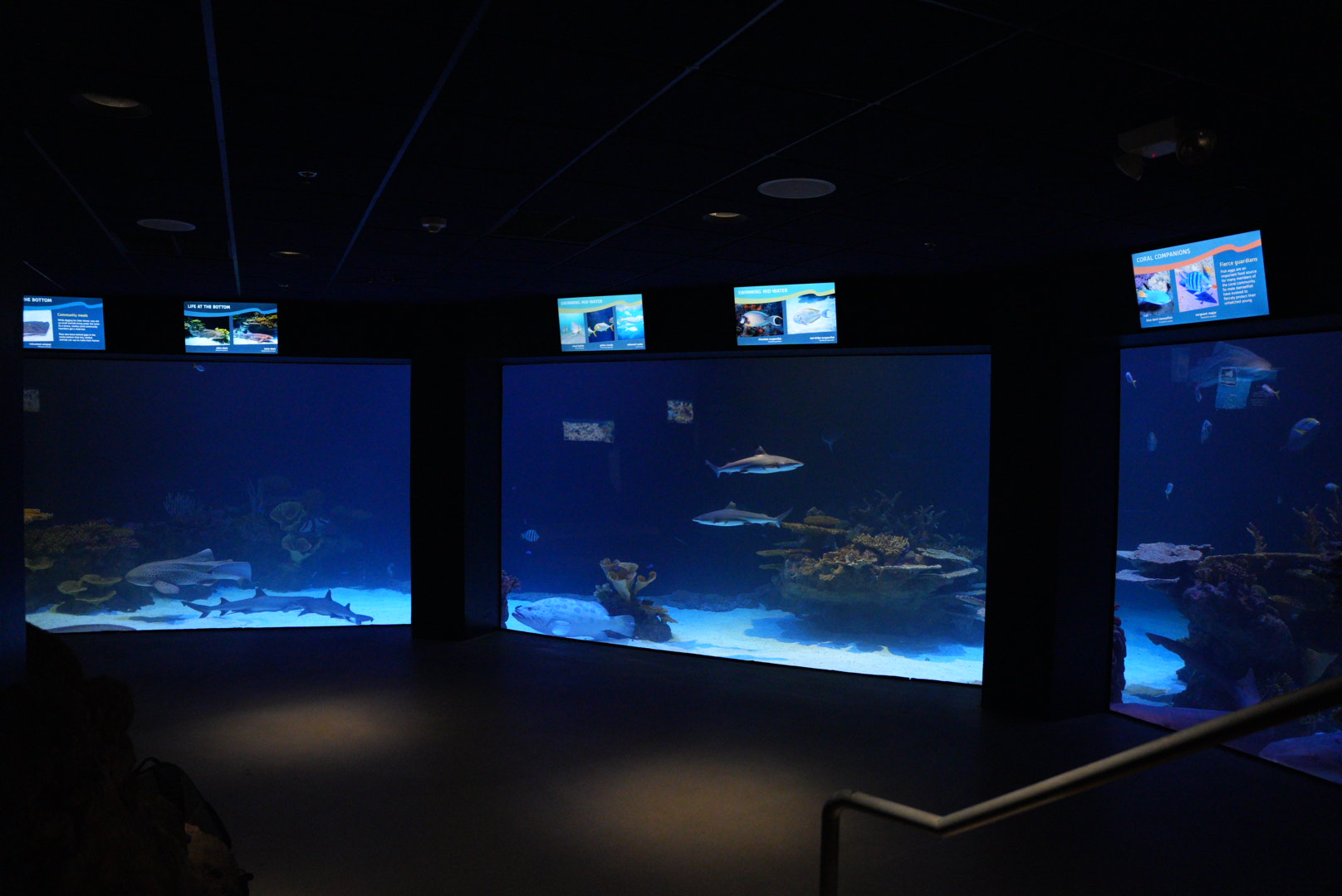 'Outer Reef' viewing