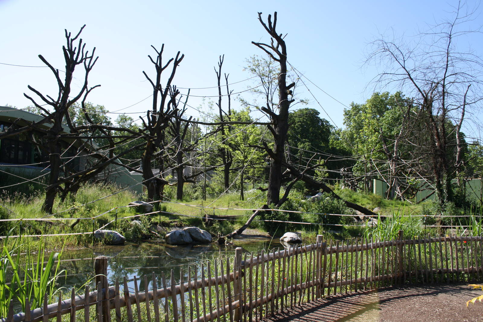 Outside ape area - 4 June 2010