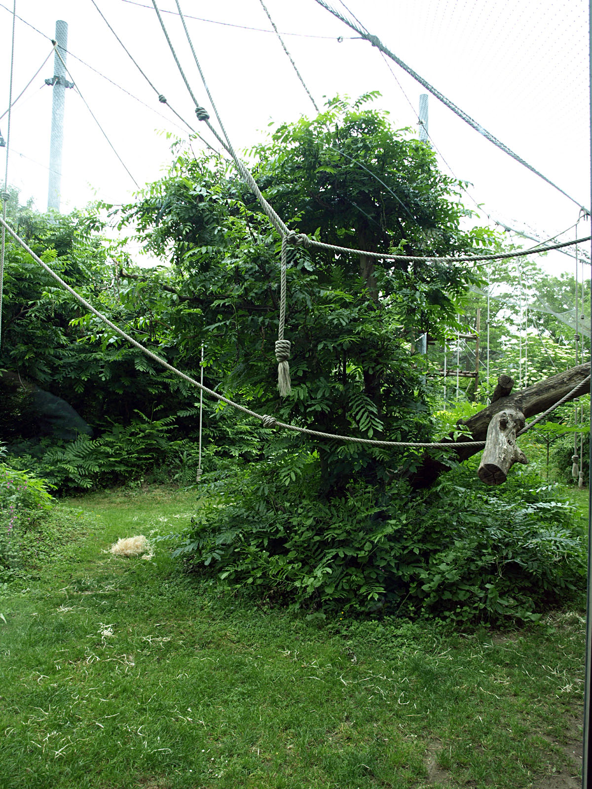 Outside area for Bonobos