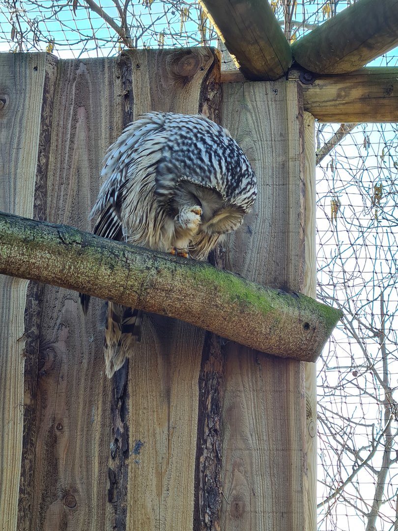 Outside area - Itchy Ural owl