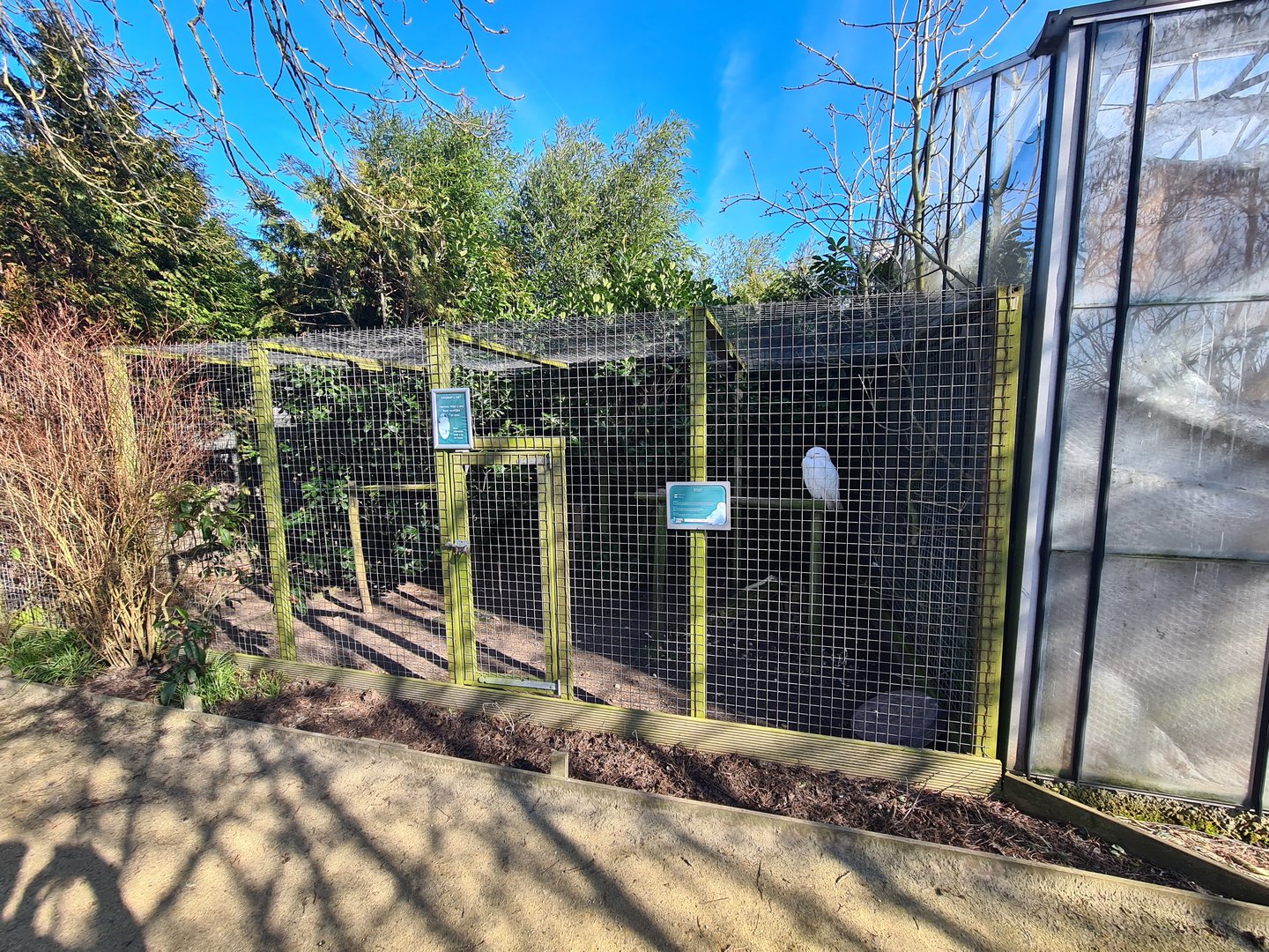 Outside area - Snowy owl aviary
