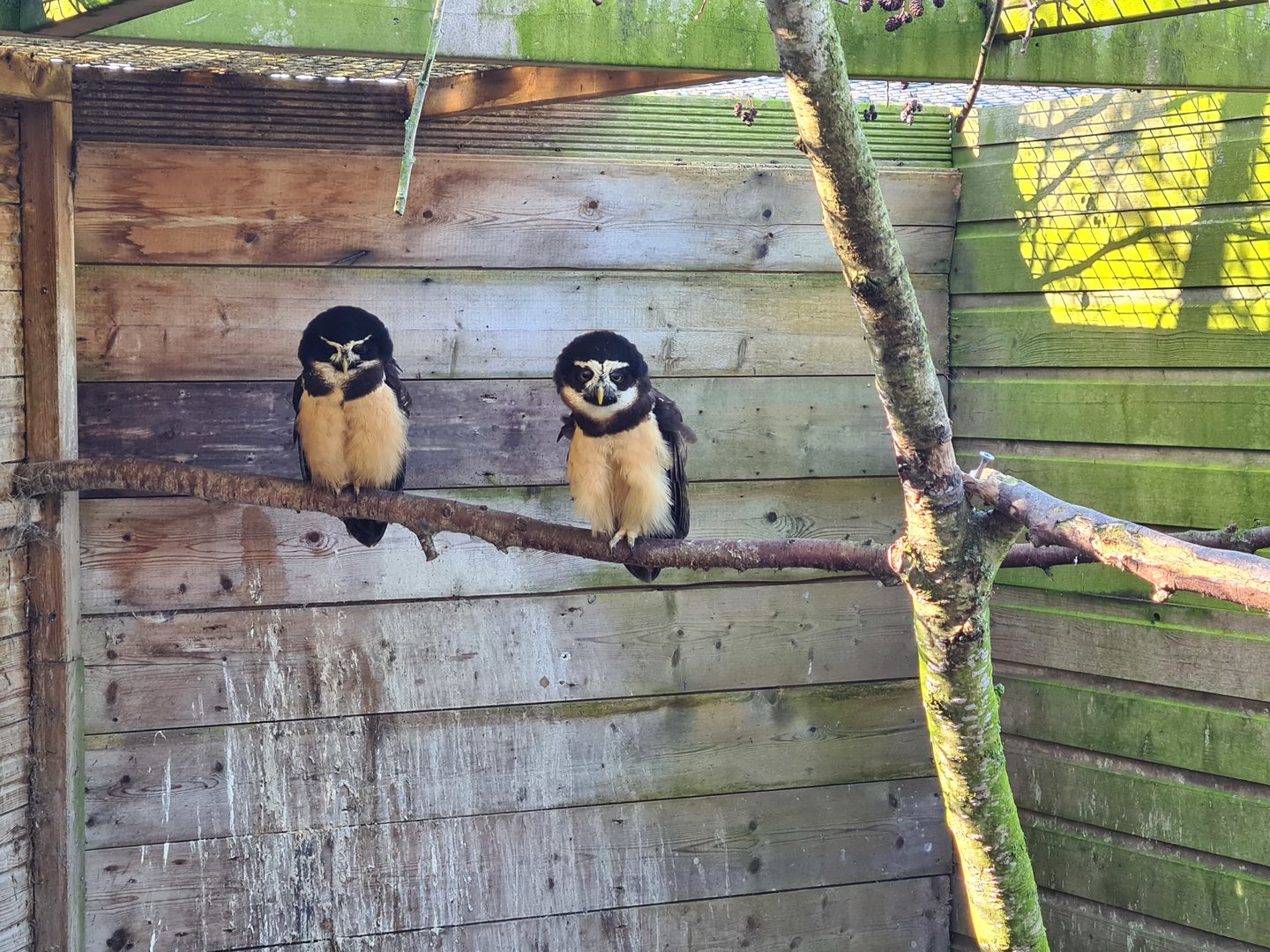 Outside area - Spectacled owls