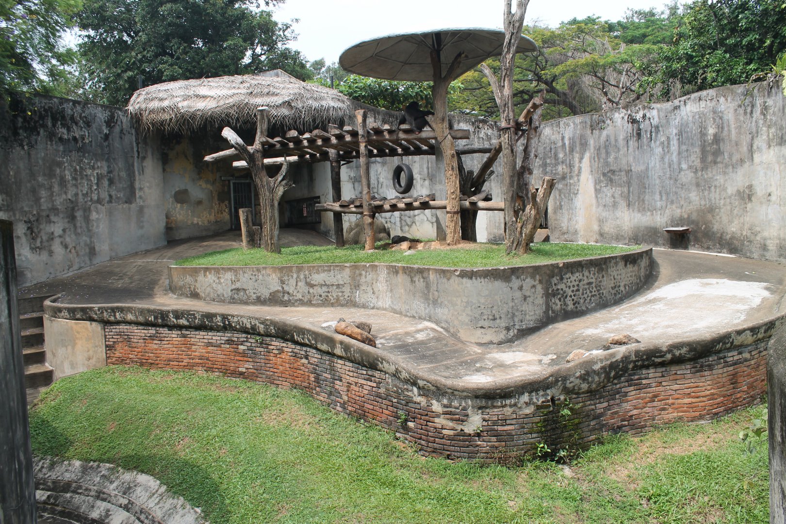 outside enclosure for Common Chimpanzees
