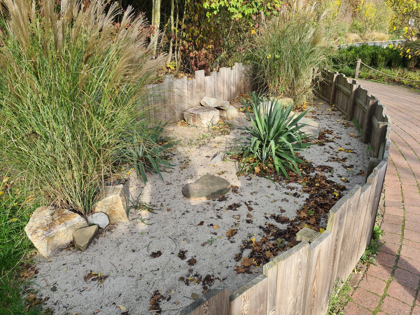 Outside enclosure Hermann's tortoise
