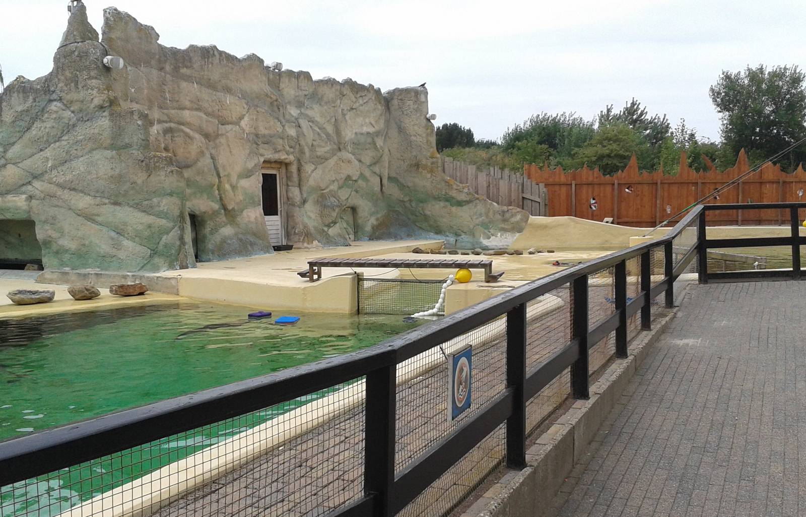 Outside enclosure porpoises