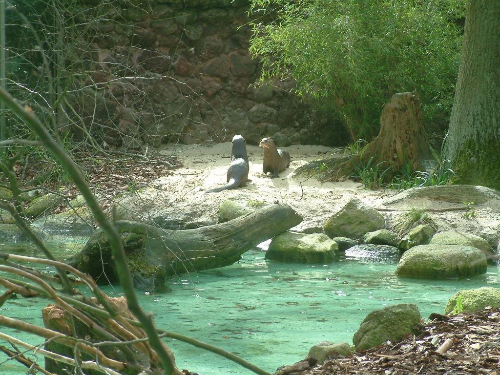 Outside Giant Otter Enclosure
