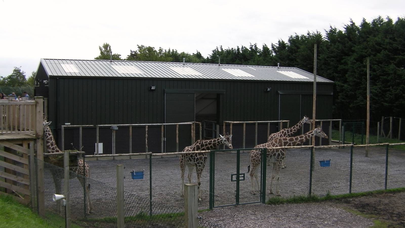 Outside Giraffe Paddock - 26.08.2011