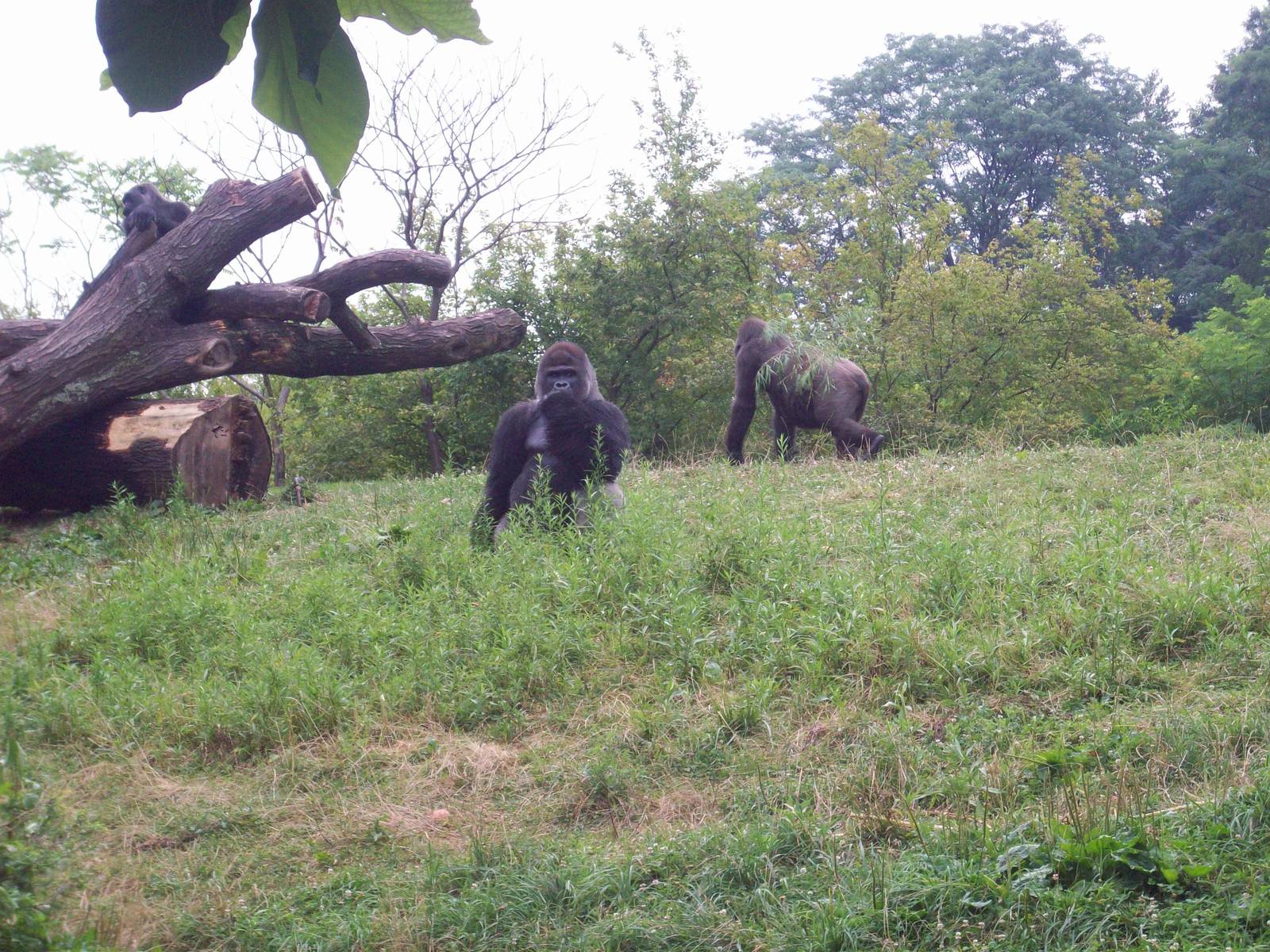 Outside Gorilla Habitat