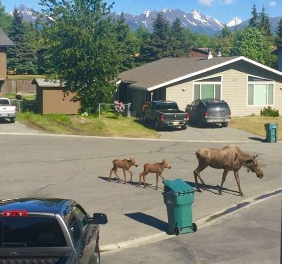 Outside my kitchen window.  Alaska.