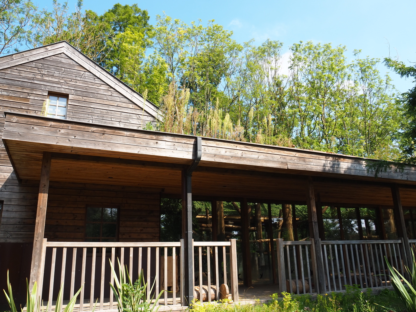 Outside of Koala and Small marsupial house (Currently closed and without koalas), 2021-09-02