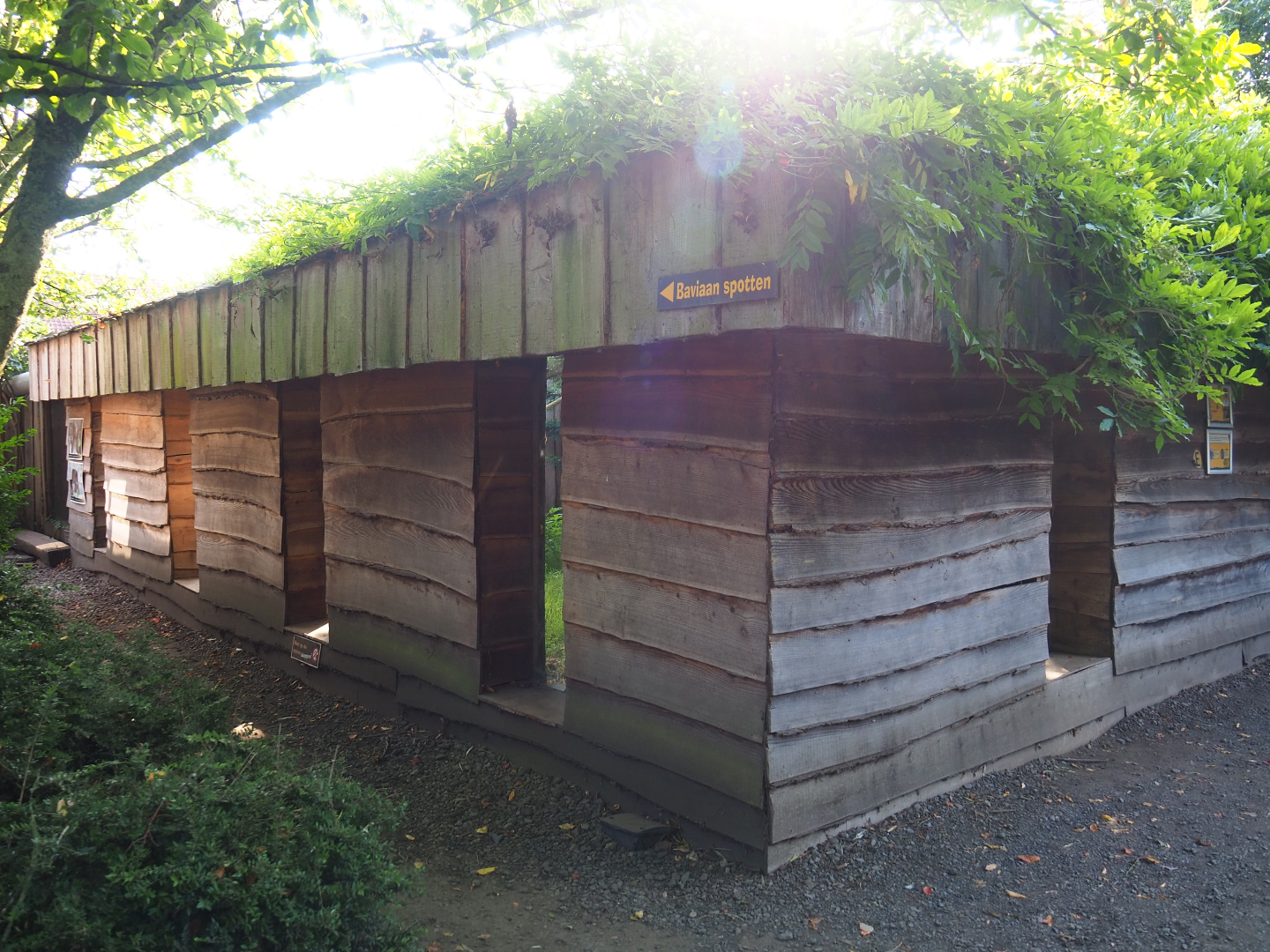 Outside of the Eurasian lynx exhibit with viewing windows, 2020-09-12