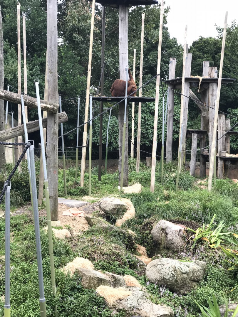 Outside orangutan enclosure
