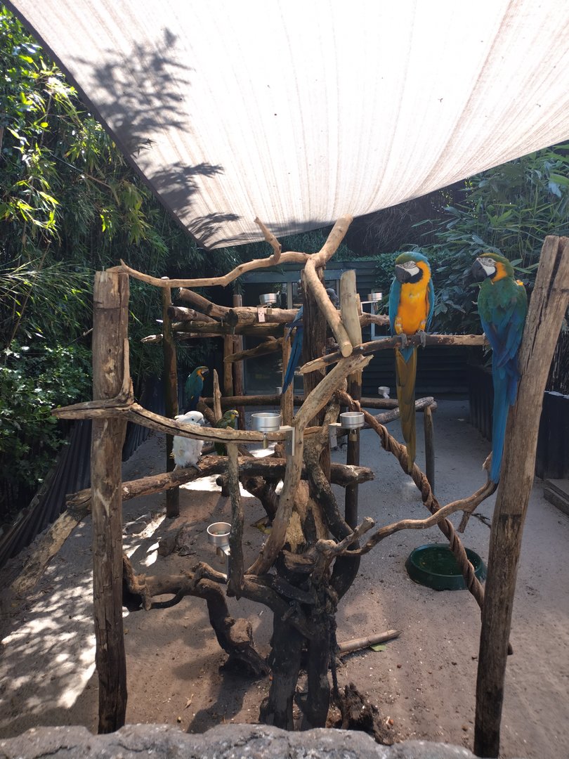 Outside parrot enclosure
