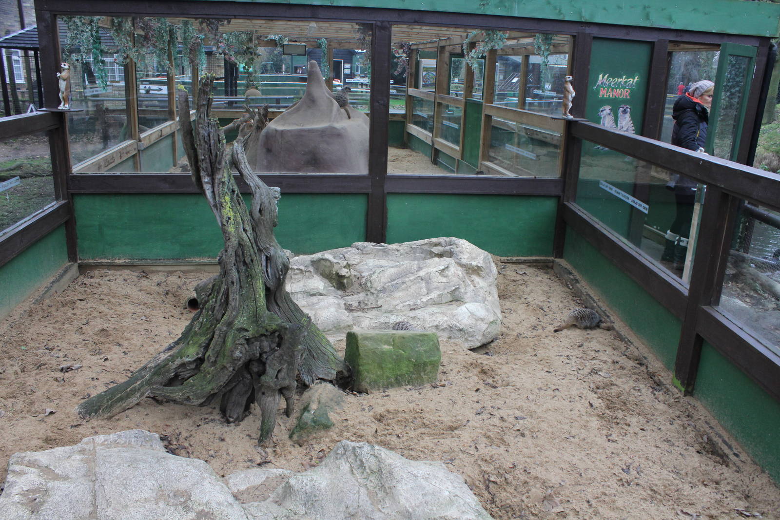 Outside part of meerkat enclosure 1-1-15