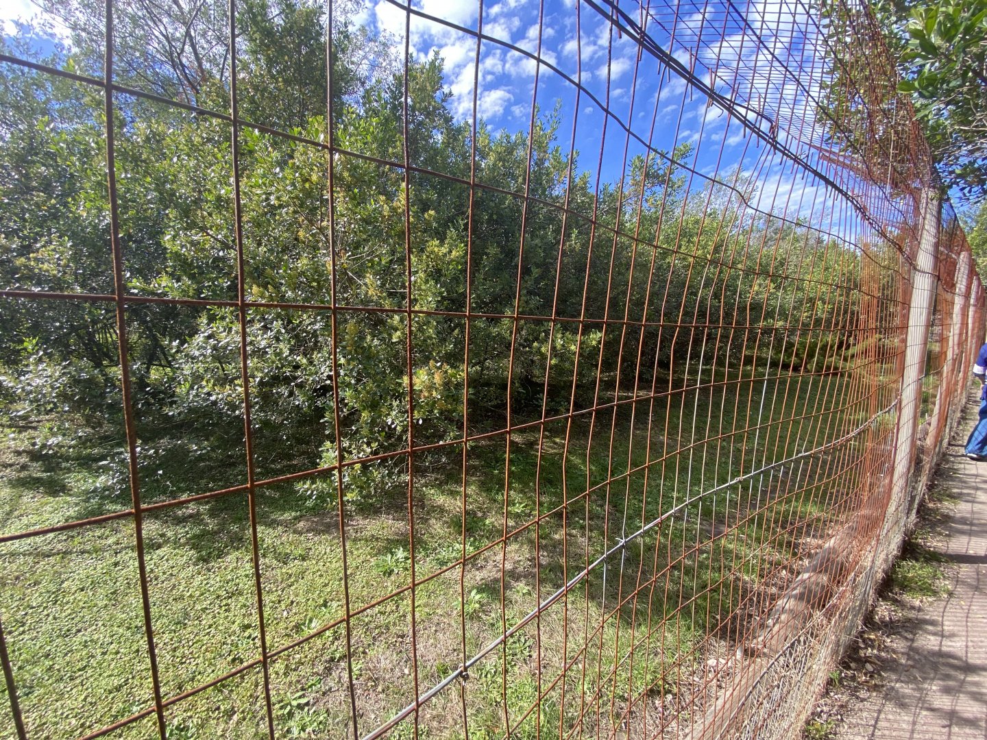 Outside serval and tortoise enclosure