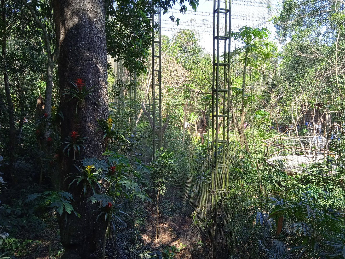 Outside the Cecropia aviary